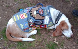 Bassett Hound who rides in the side car